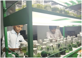 Renewable Energy & Bio TechnologySection